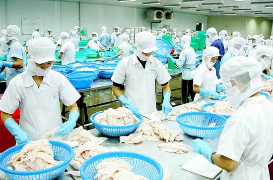 A catfish processing plant in the Mekong Delta (Illustrative photo: SGGP)